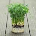 microgreens di pisello verde Jumbo con radici.jpg