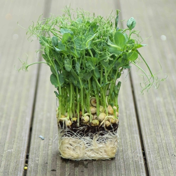 microgreens di pisello verde Jumbo con radici.jpg