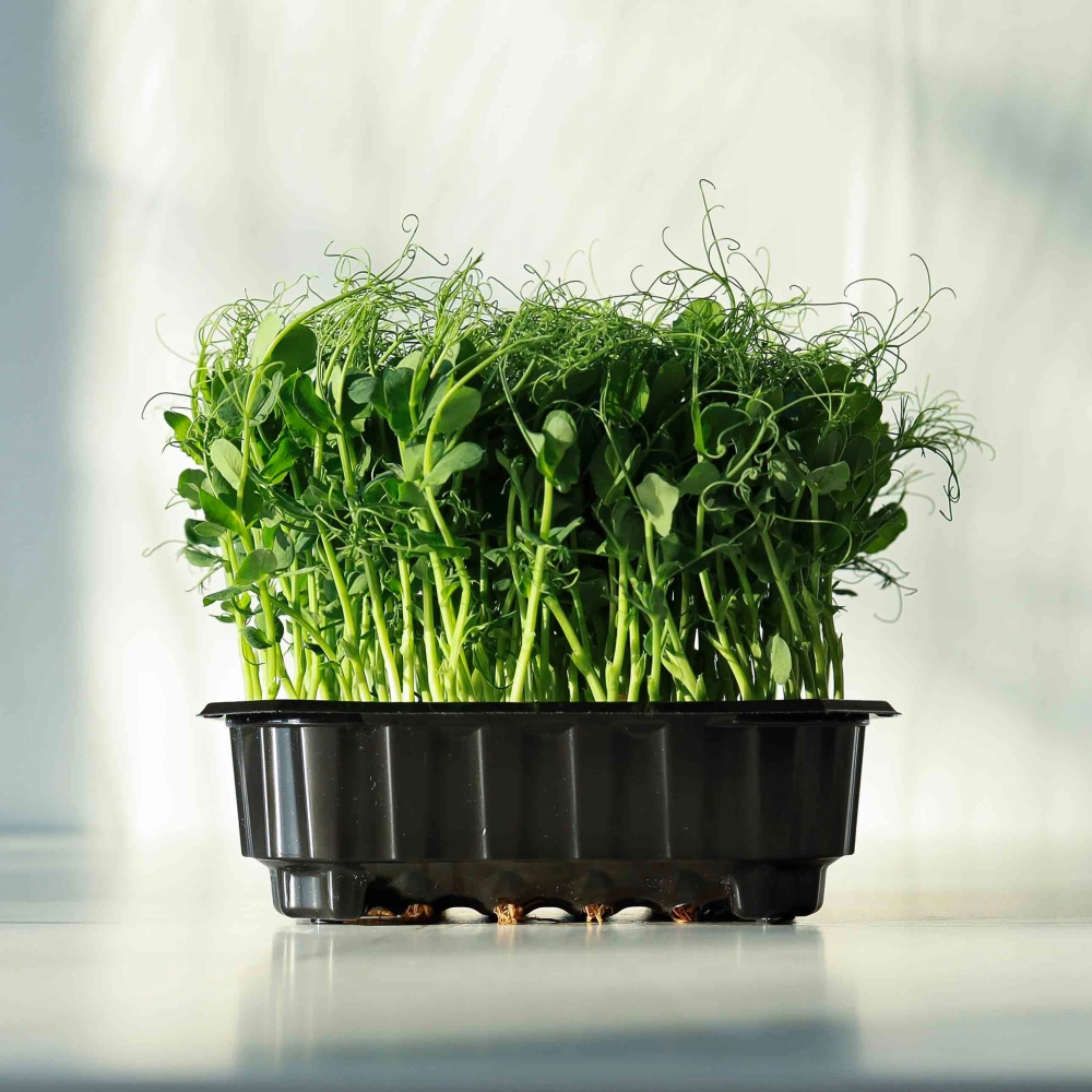 Piselli Foxy Microgreens in un recipiente