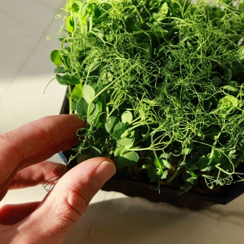 Piselli Foxy Microgreens