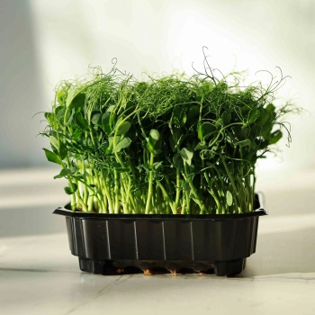 Microgreens di piselli in un recipiente nero