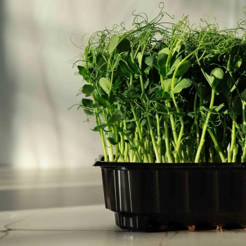 Microgreens di piselli