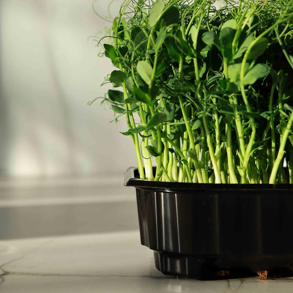 Vasi di coltivazione bassi  - 10x12cm con microgreens