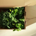 Scatola di trasporto con microgreens dentro