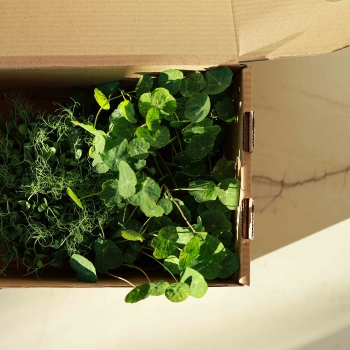 Scatola di trasporto con microgreens dentro