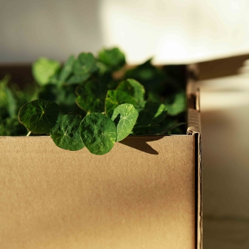 Microgreens in scatola di trasporto