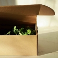 Microgreens in scatola di trasporto