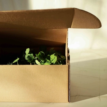 Microgreens in scatola di trasporto