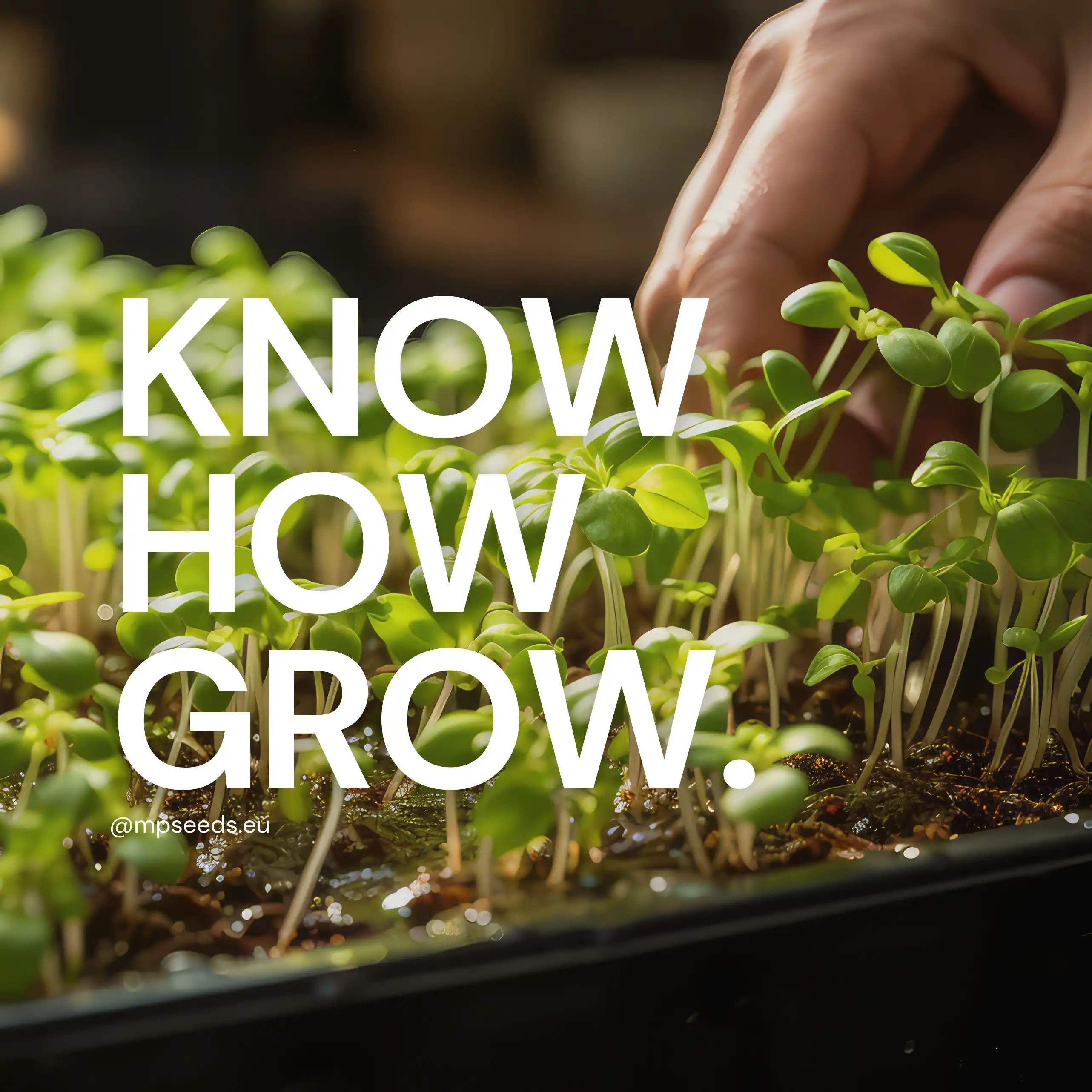 how to grow microgreens - cover