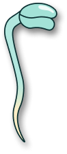 germoglio