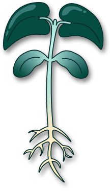 baby leaf