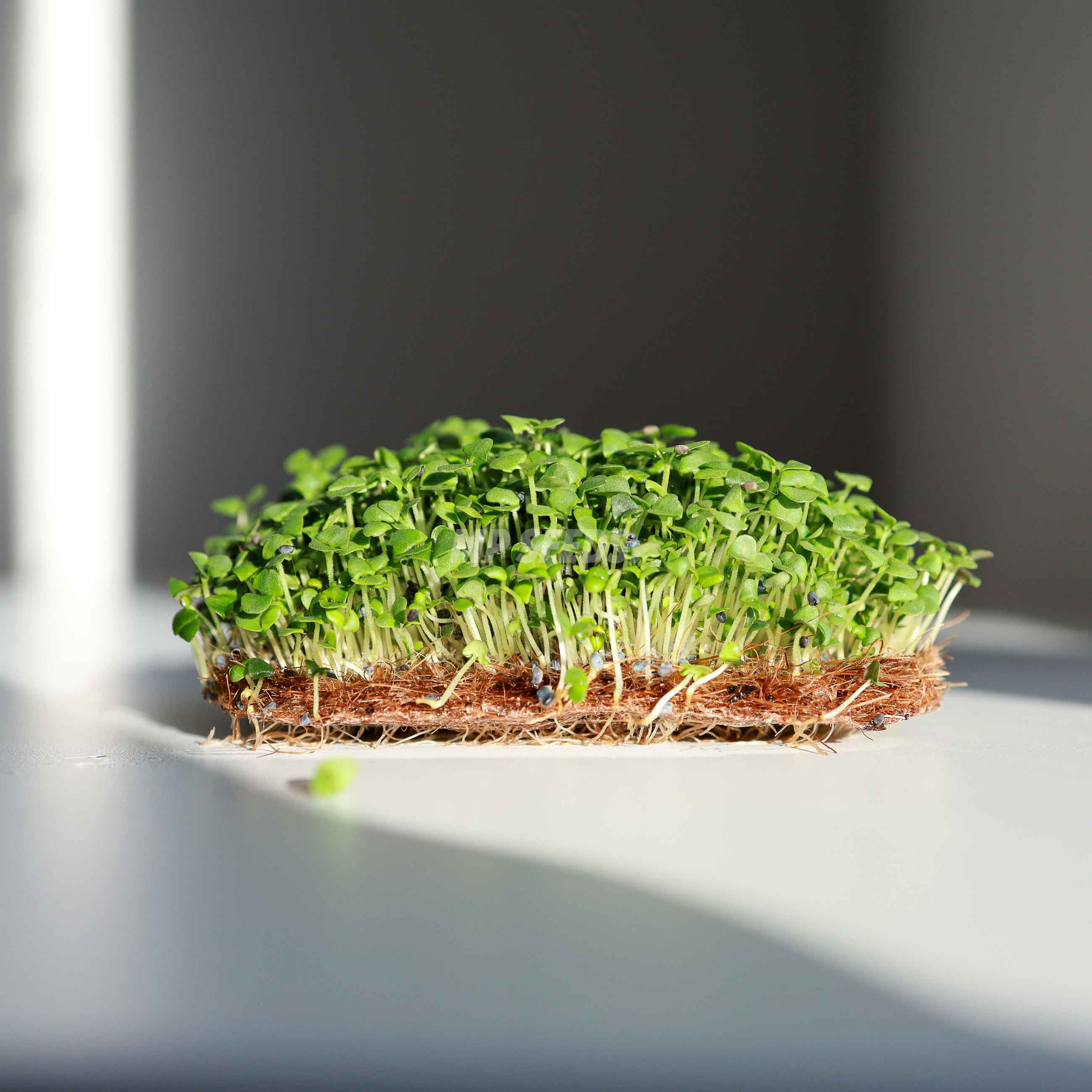 Basilico canella, semi microgreens