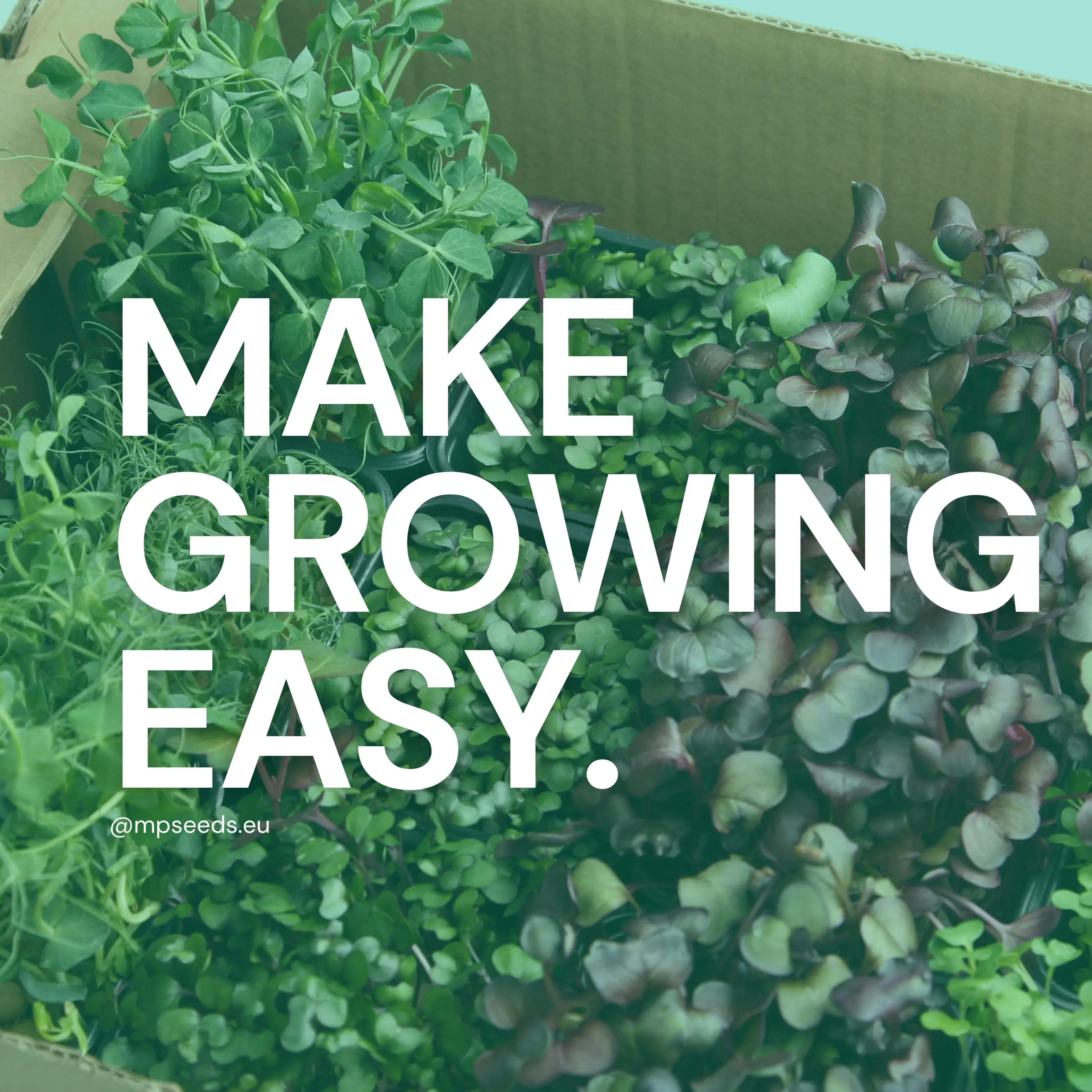 Coltivare microgreens in casa in modo semplice e veloce