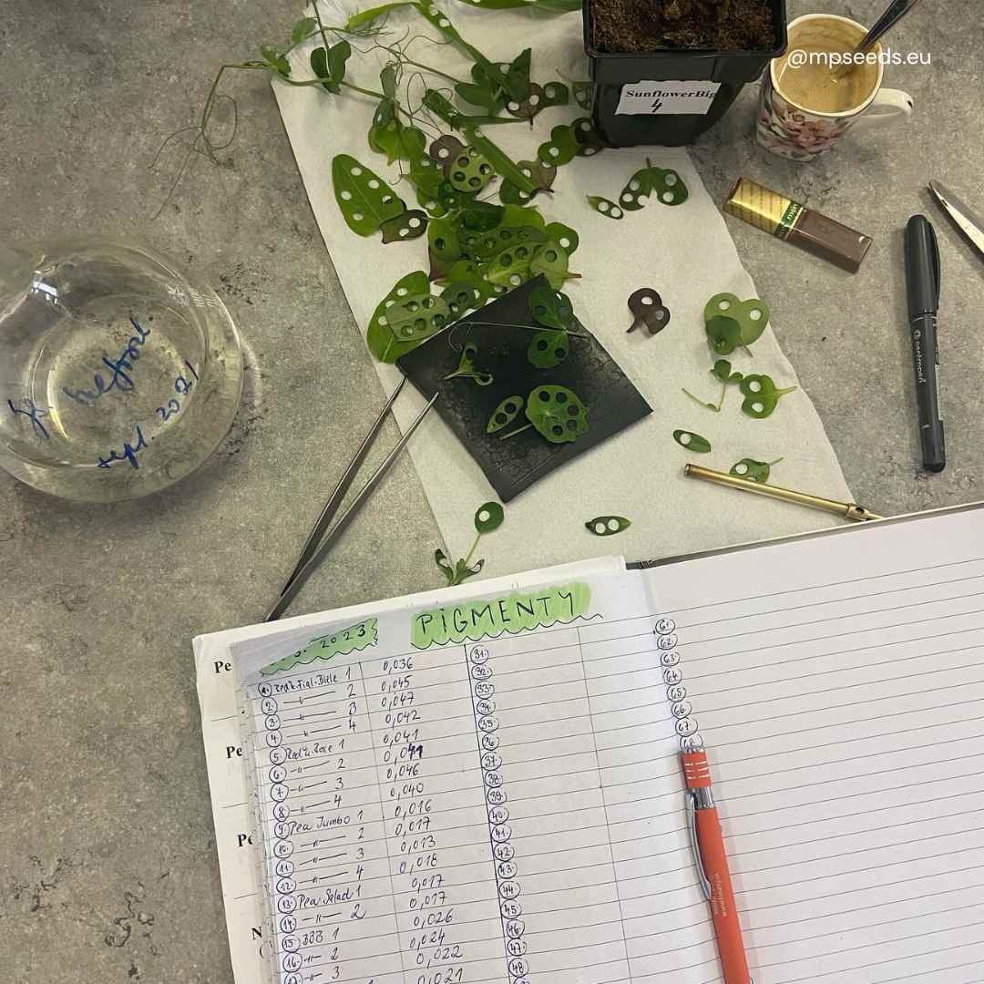  Contenuto di clorofilla nei microgreens dopo l’applicazione di diversi colori di luce LED