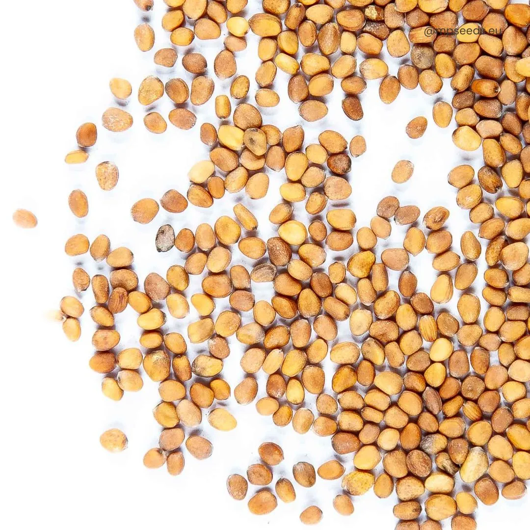 Ravanello rosa, semi microgreens