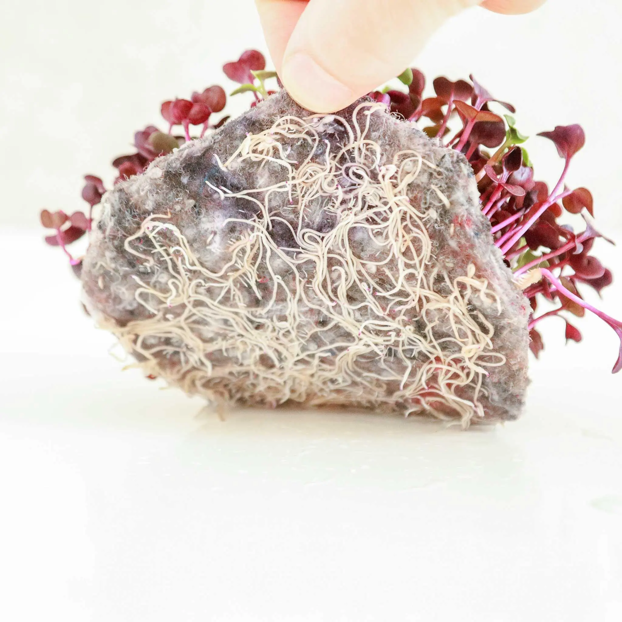Microgreens coltivati su tappetini ReFibre realizzati con fibre acriliche e poliestere riciclate