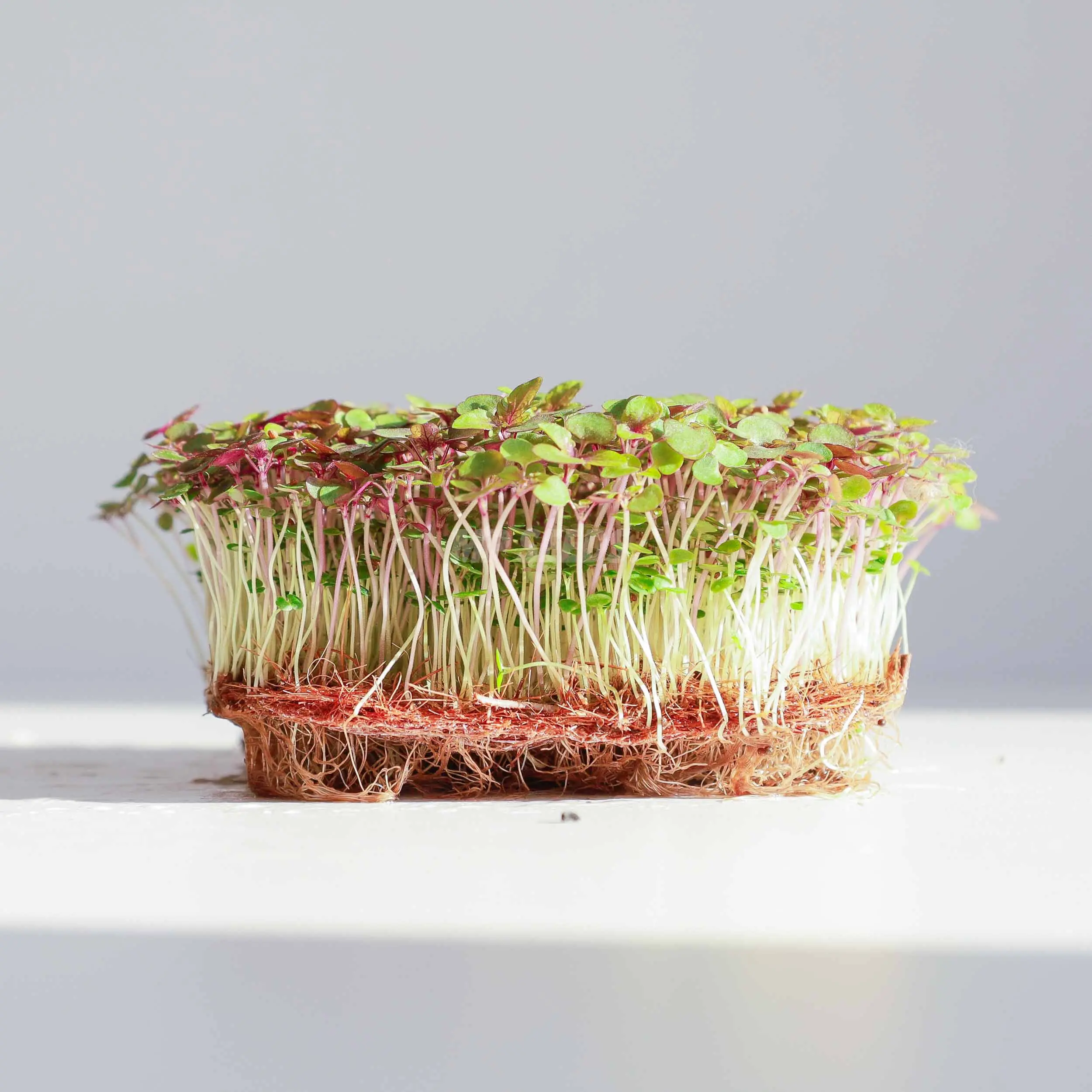 Foglie di shiso / perilla