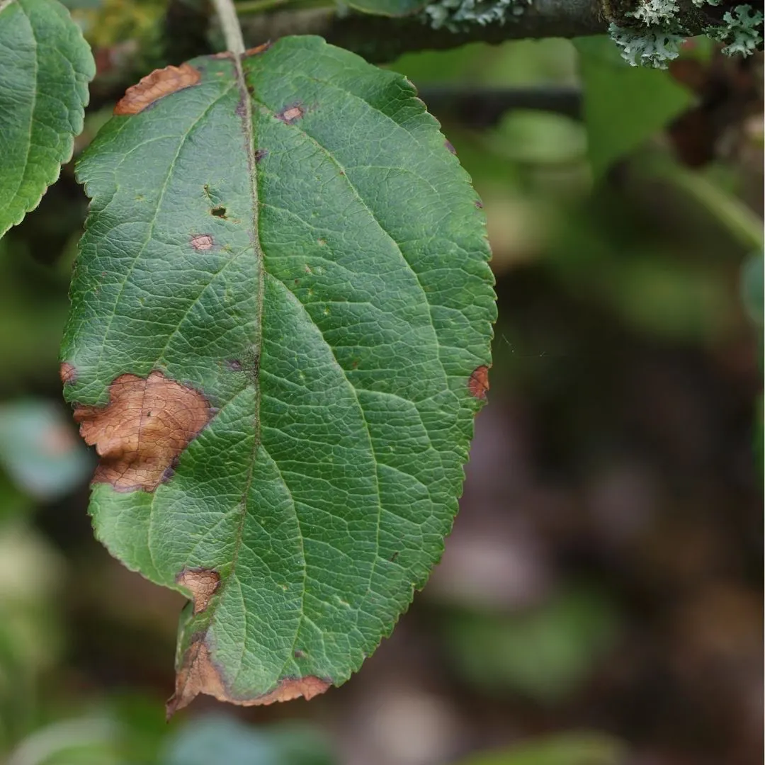 Macchia fogliare da Alternaria
