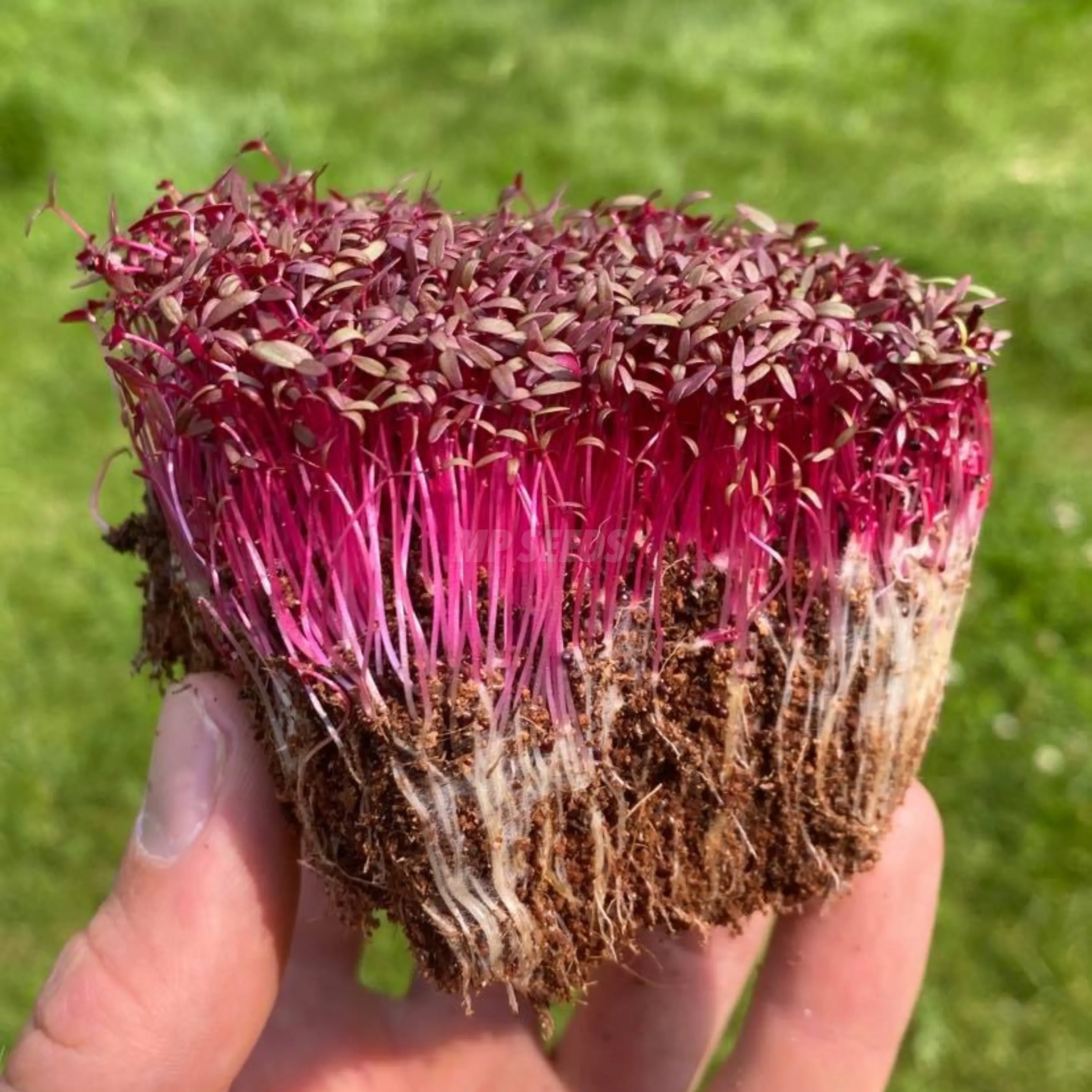 amaranto-rosso-semi-microgreens
