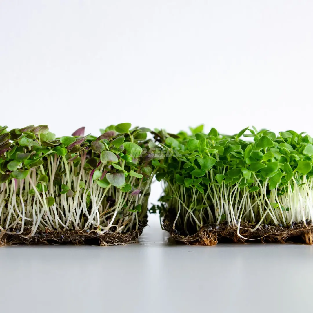 Confronto tra le varietà di microgreens di basilico