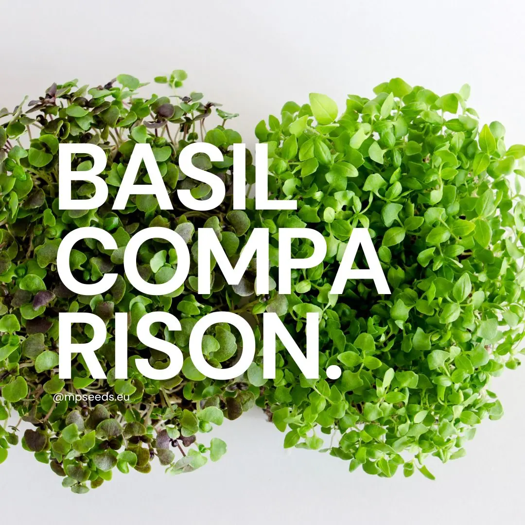 Microgreens di basilico: varietà, come coltivarli e utilizzi