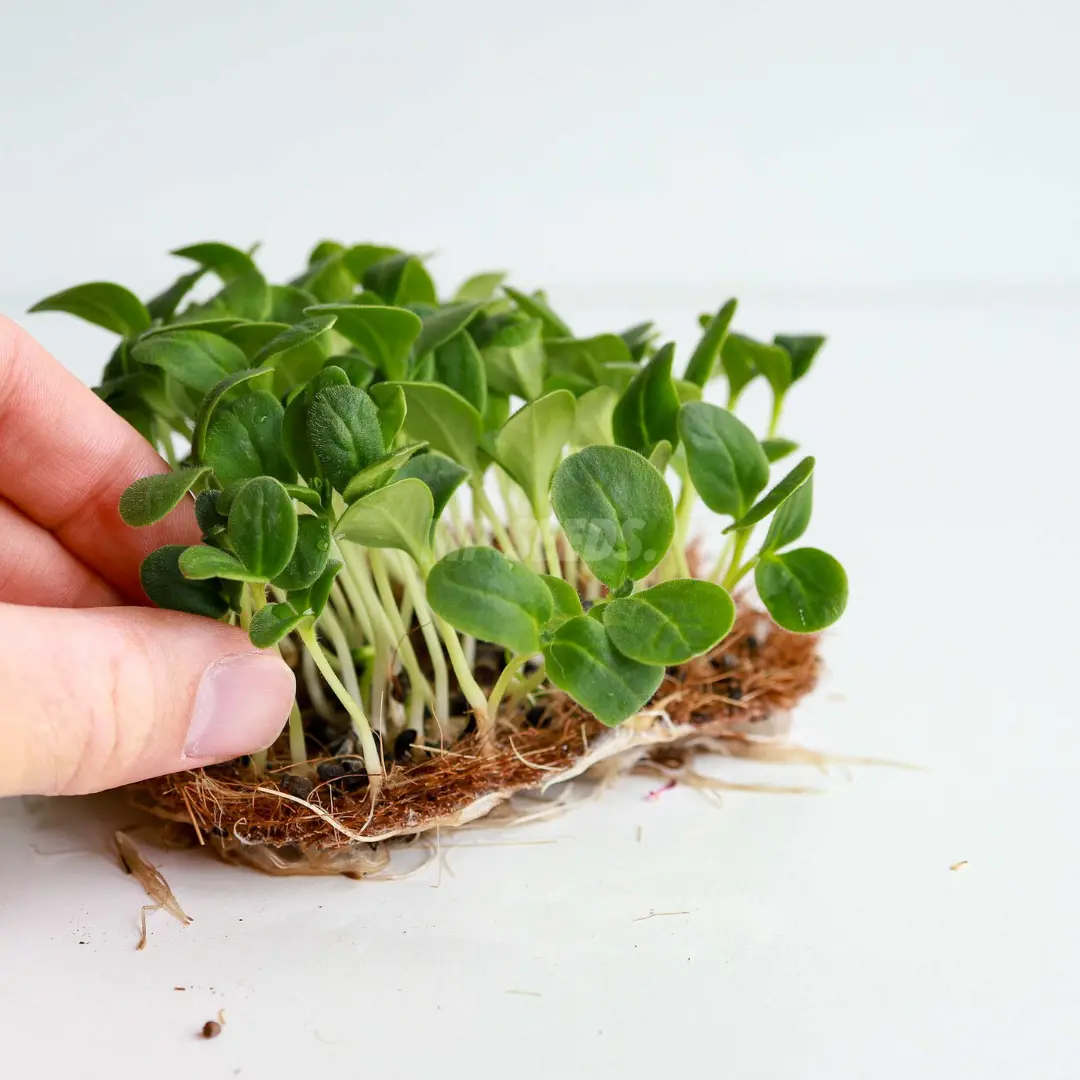 borragine microgreens