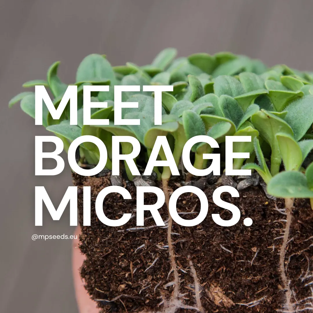 Borragine Microgreens
