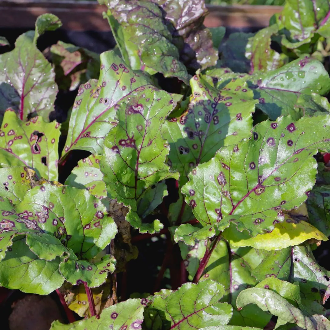 Cercospora su barbabietola