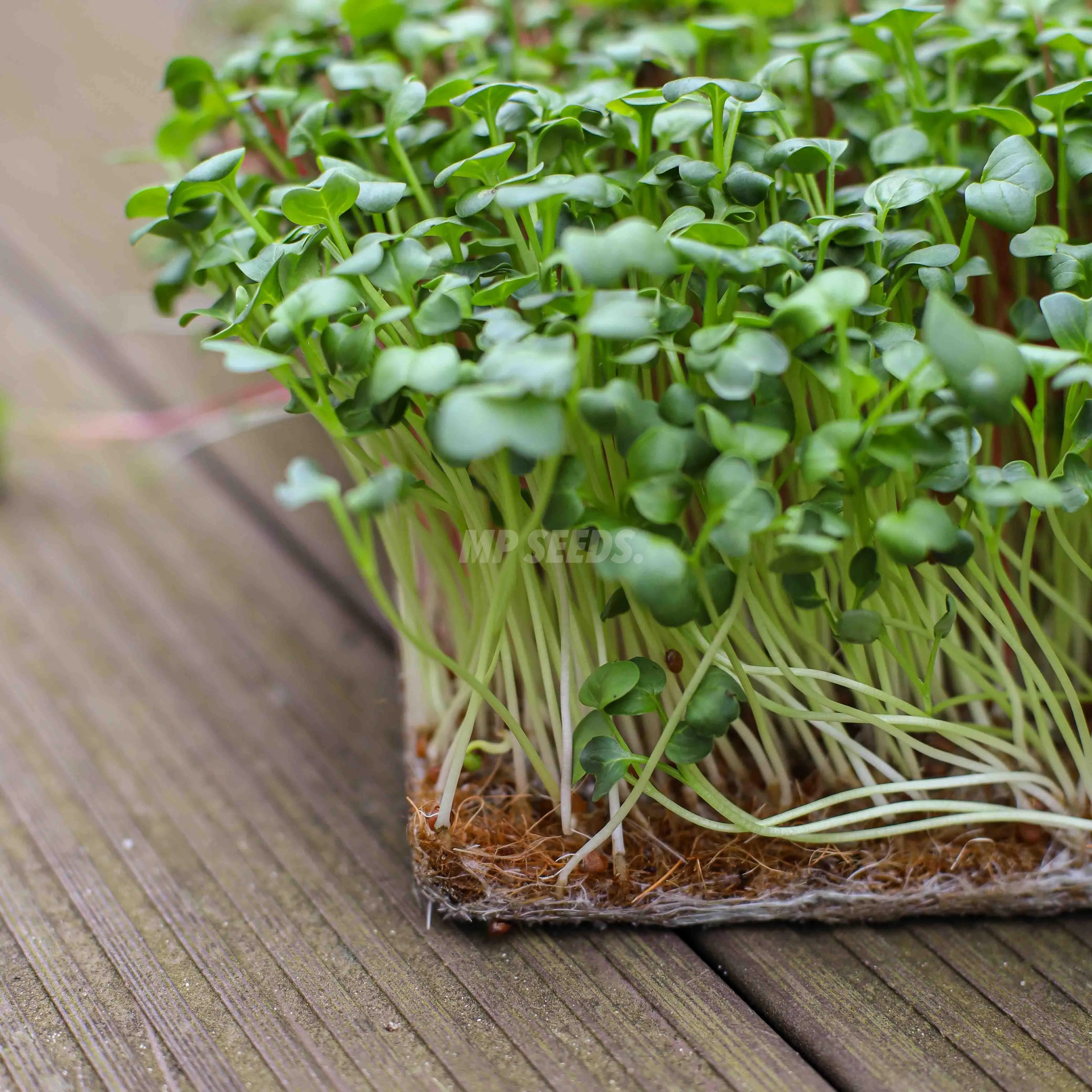 Cocomat per la coltivazione dei microgreens