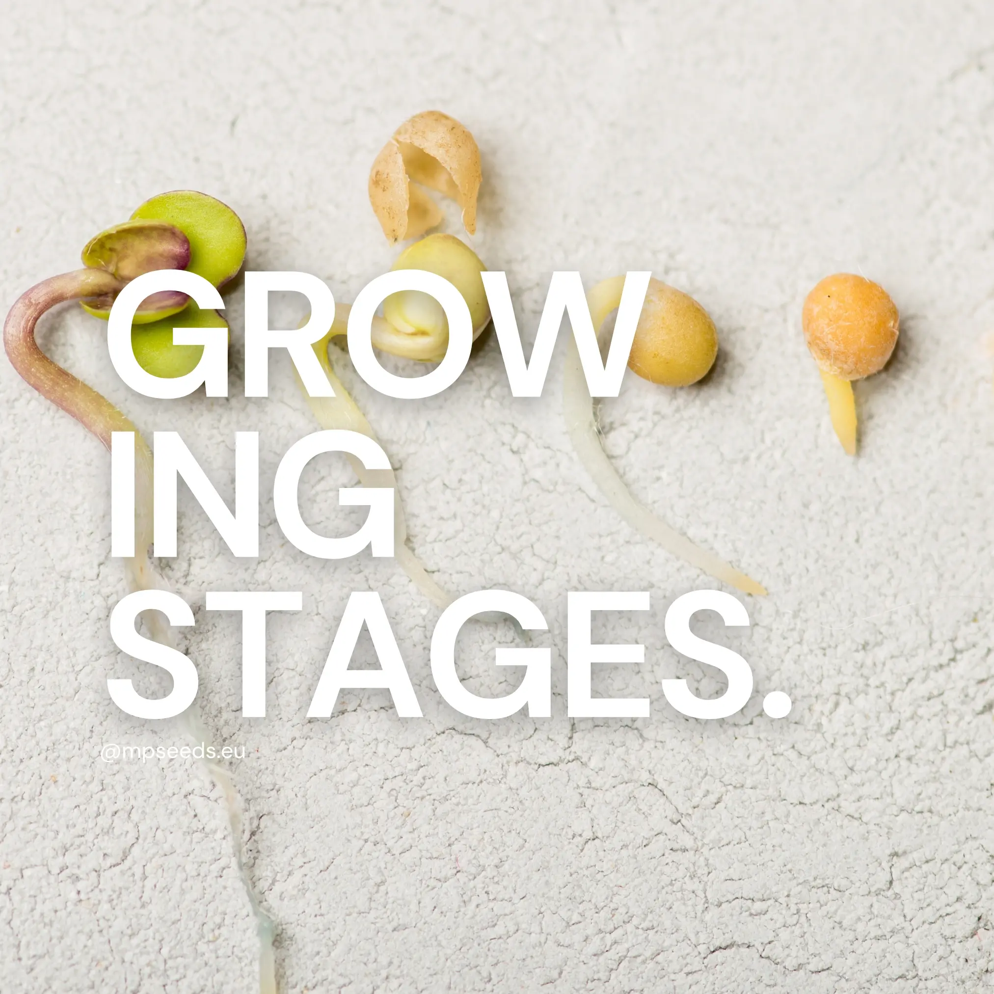 dal-seme-al-raccolto