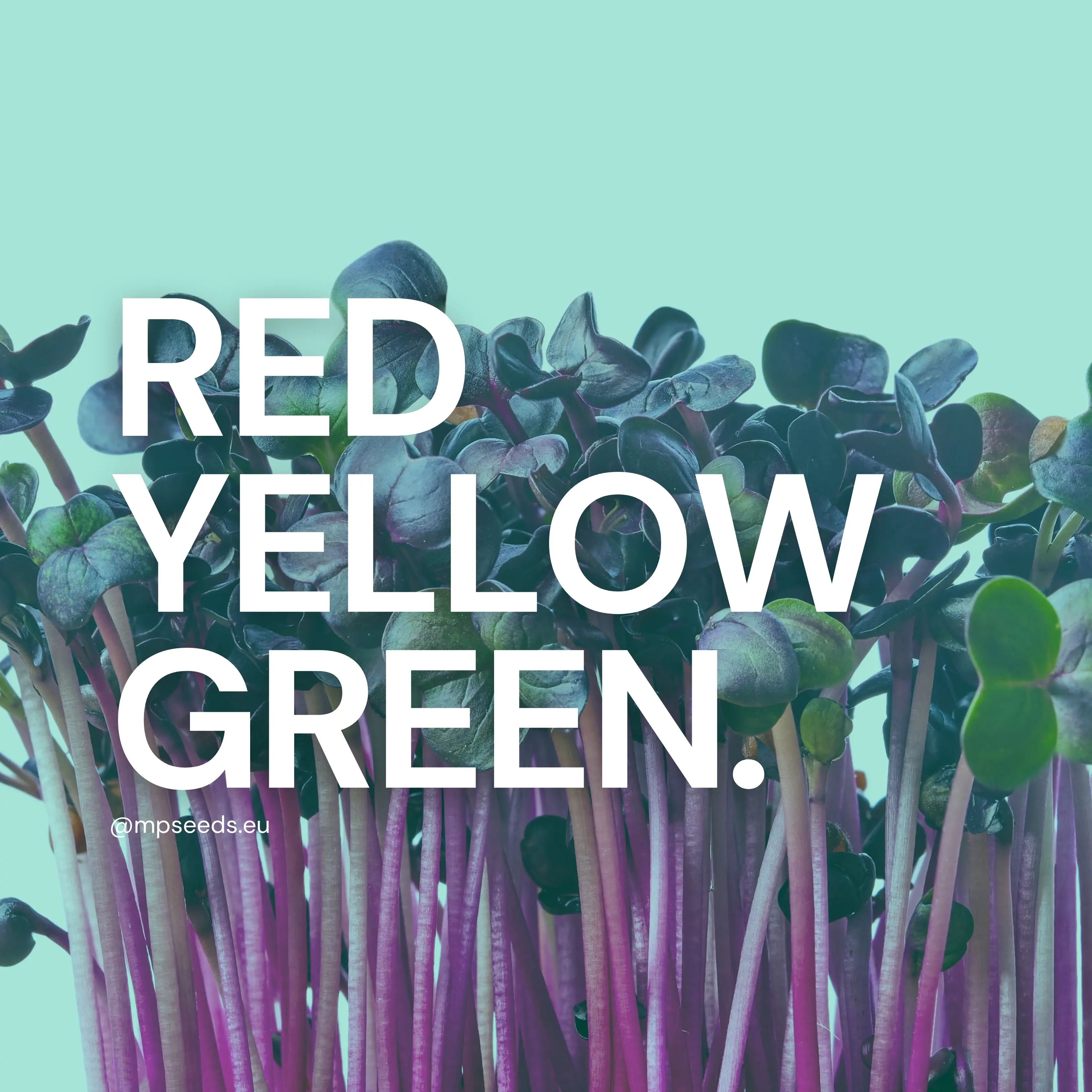 Perché i microgreens hanno colori diversi?