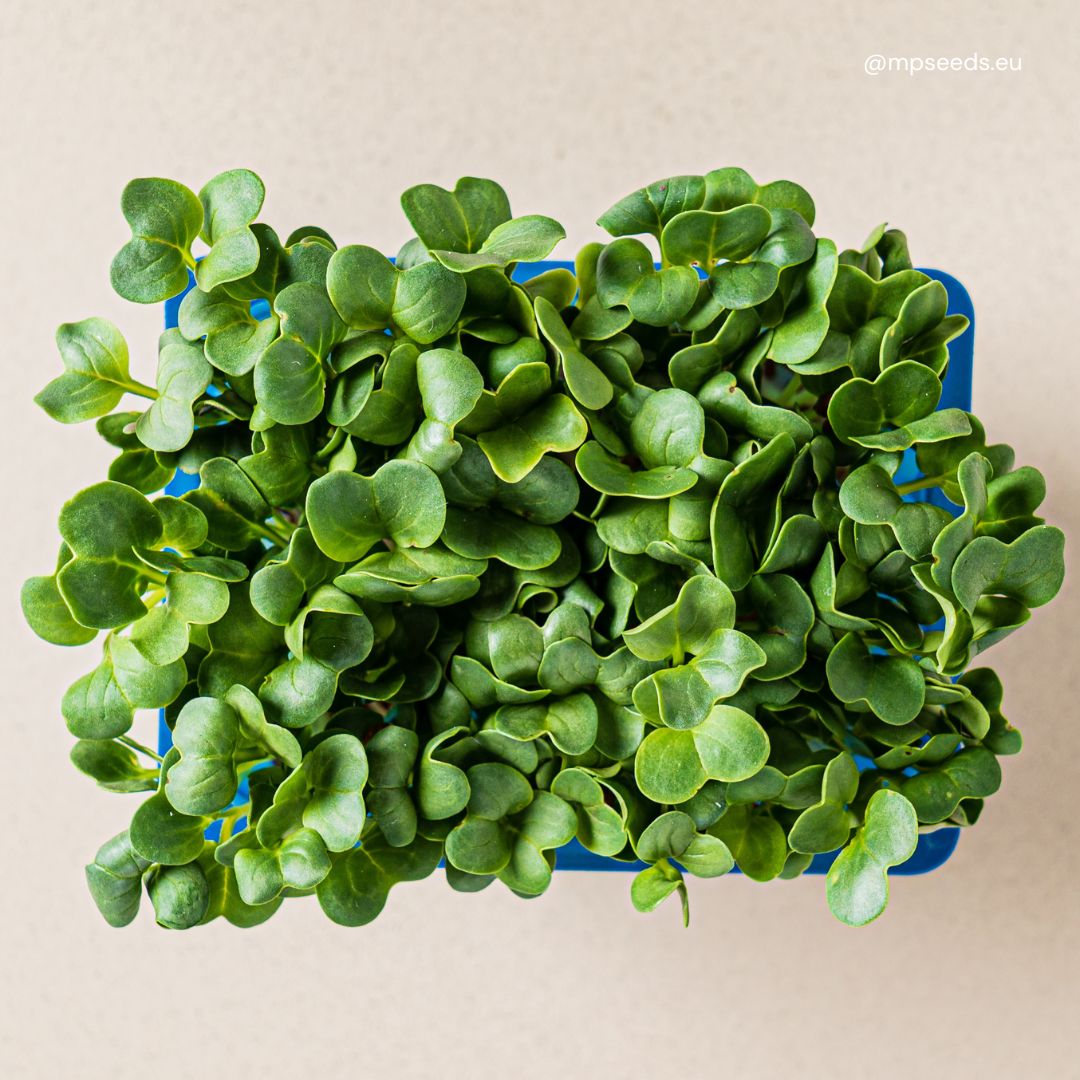 microgreens market trends