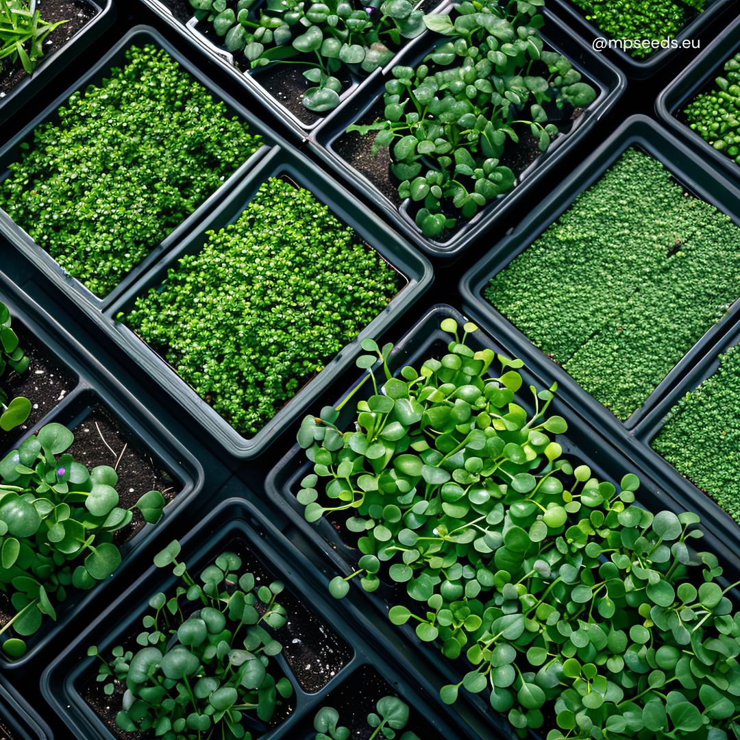 Microgreens market