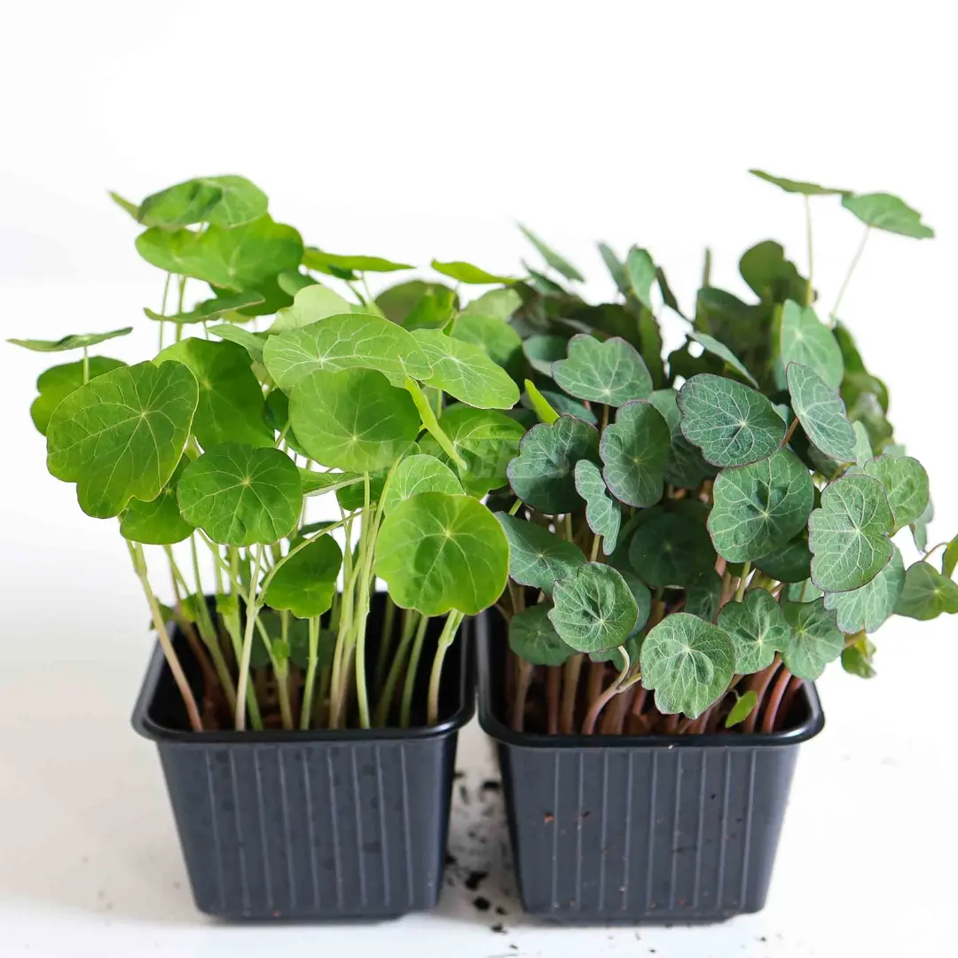 microgreens piccanti