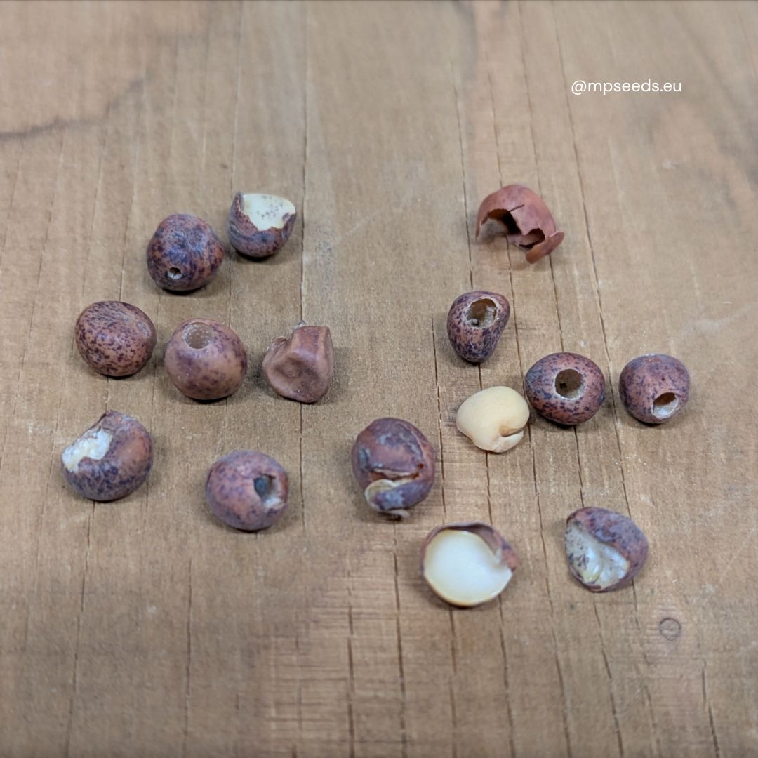 Fori nei semi di pisello