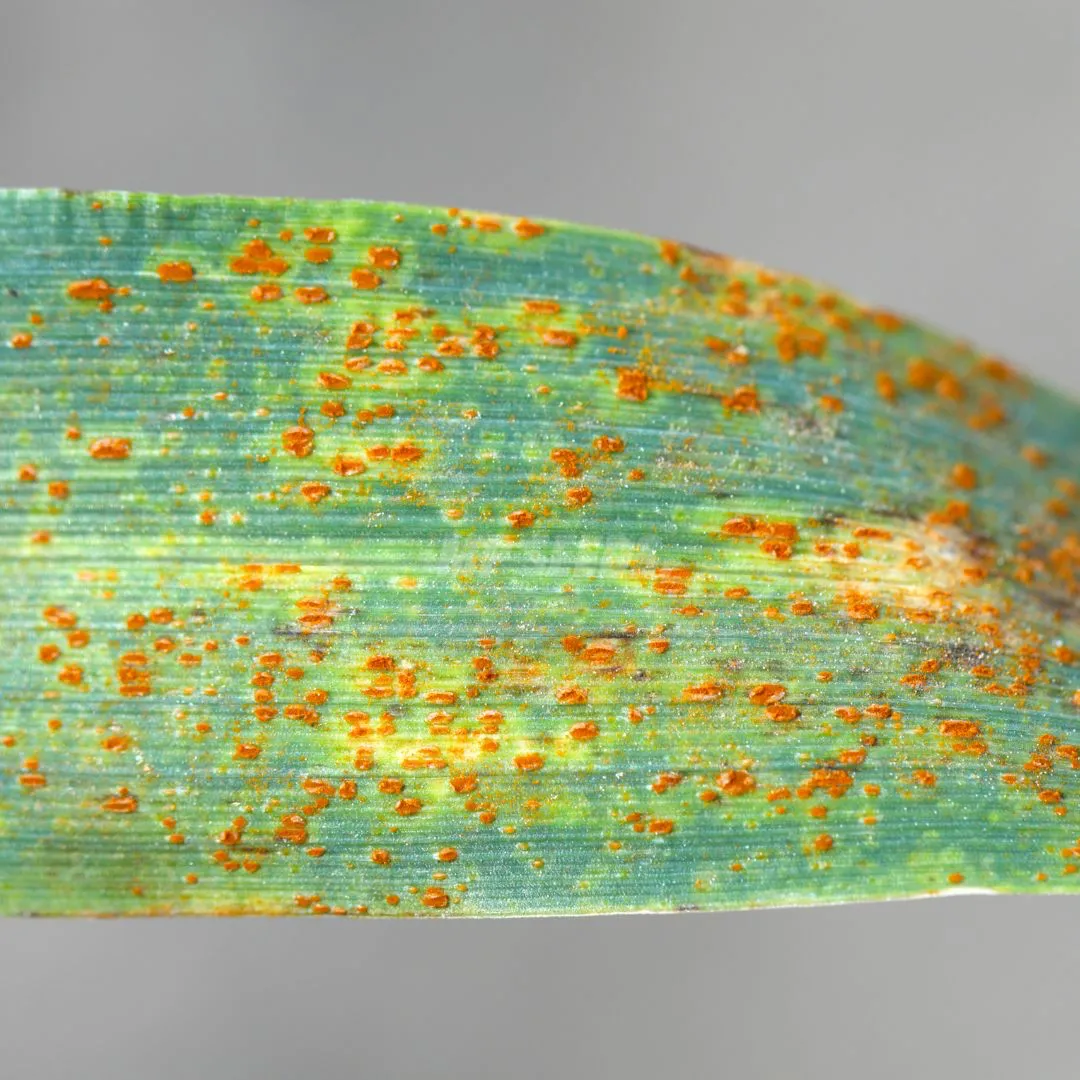 Ruggine causata da Puccinia 