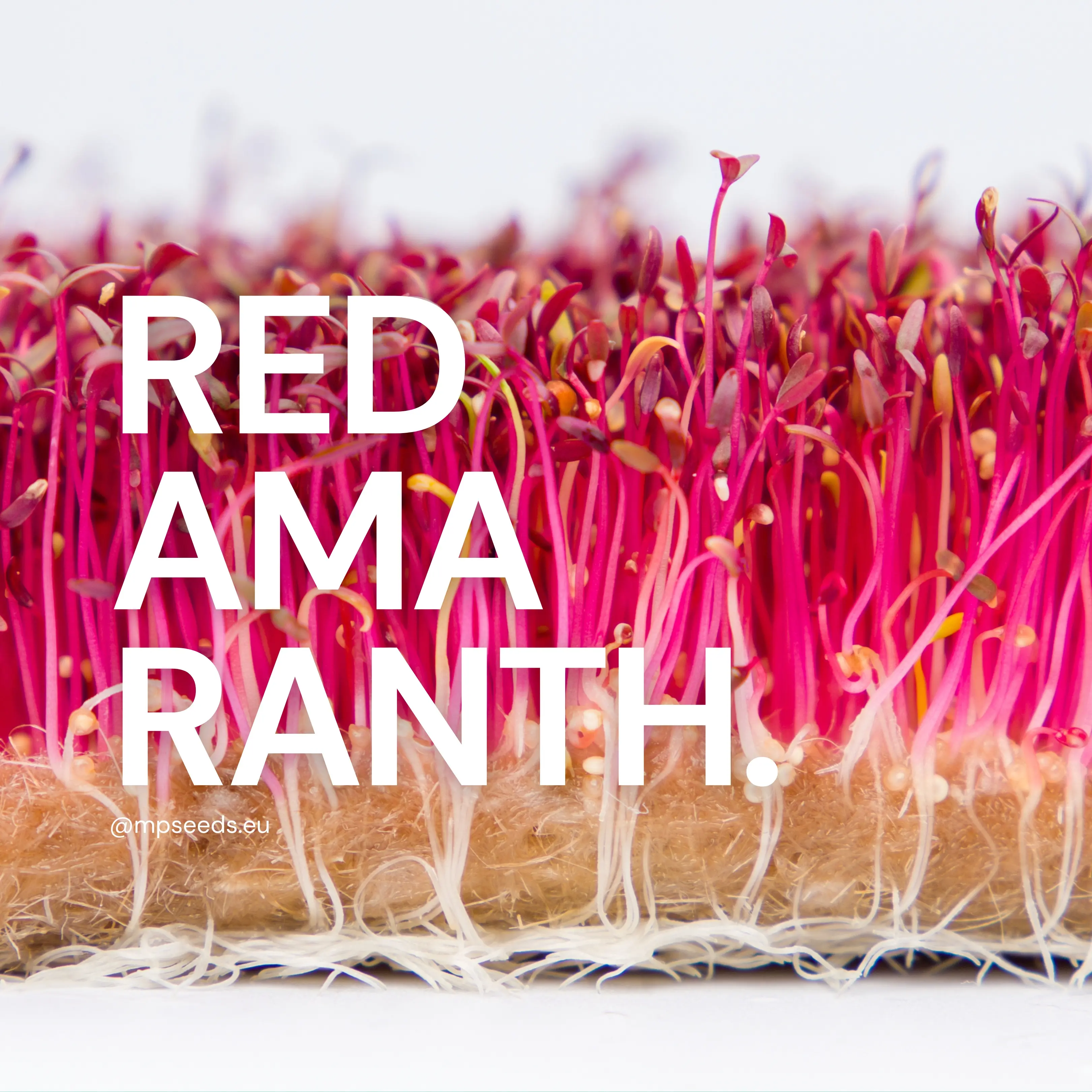 amaranto-rosso-semi-microgreens