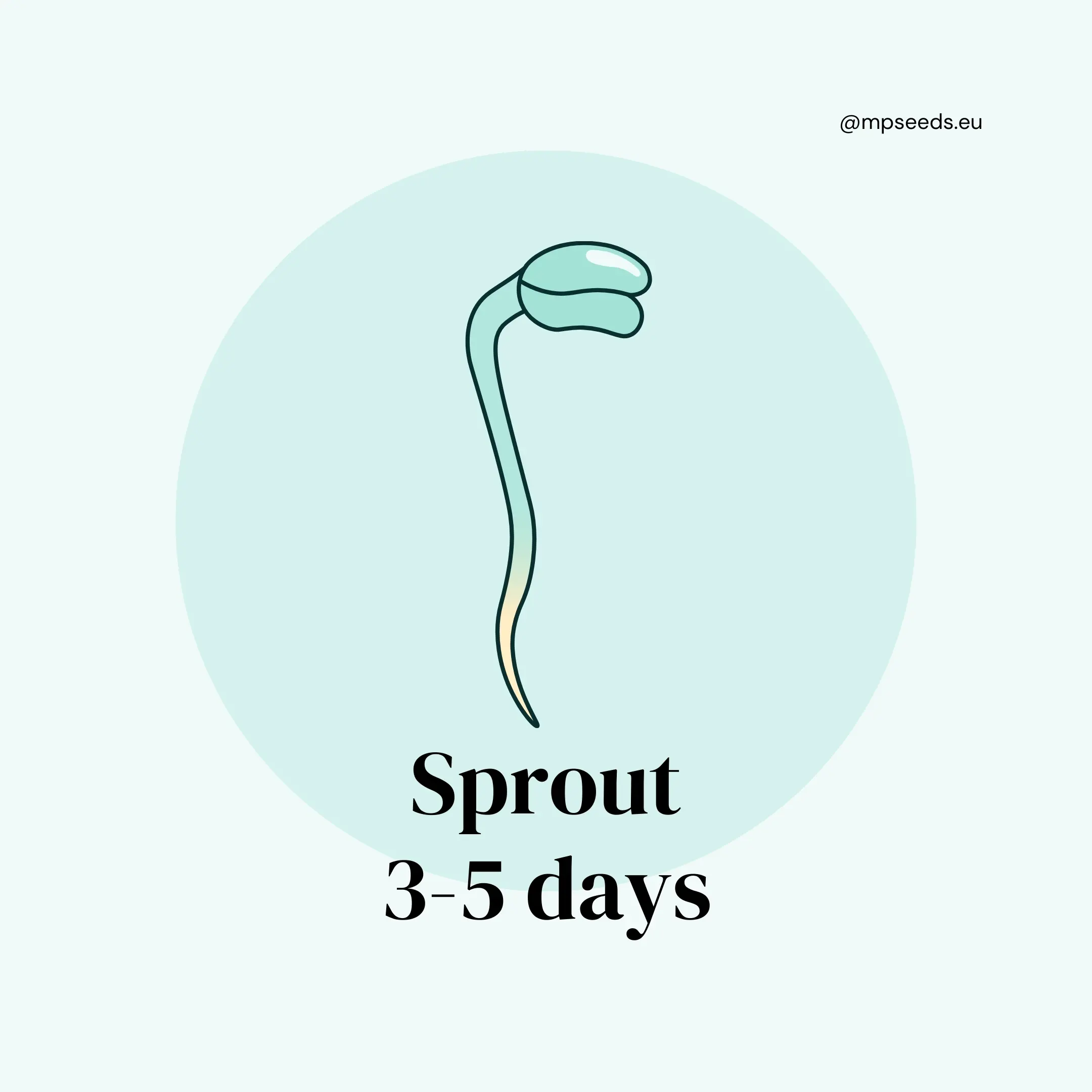 Fase 2: Germogli (Giorni 3–5) 