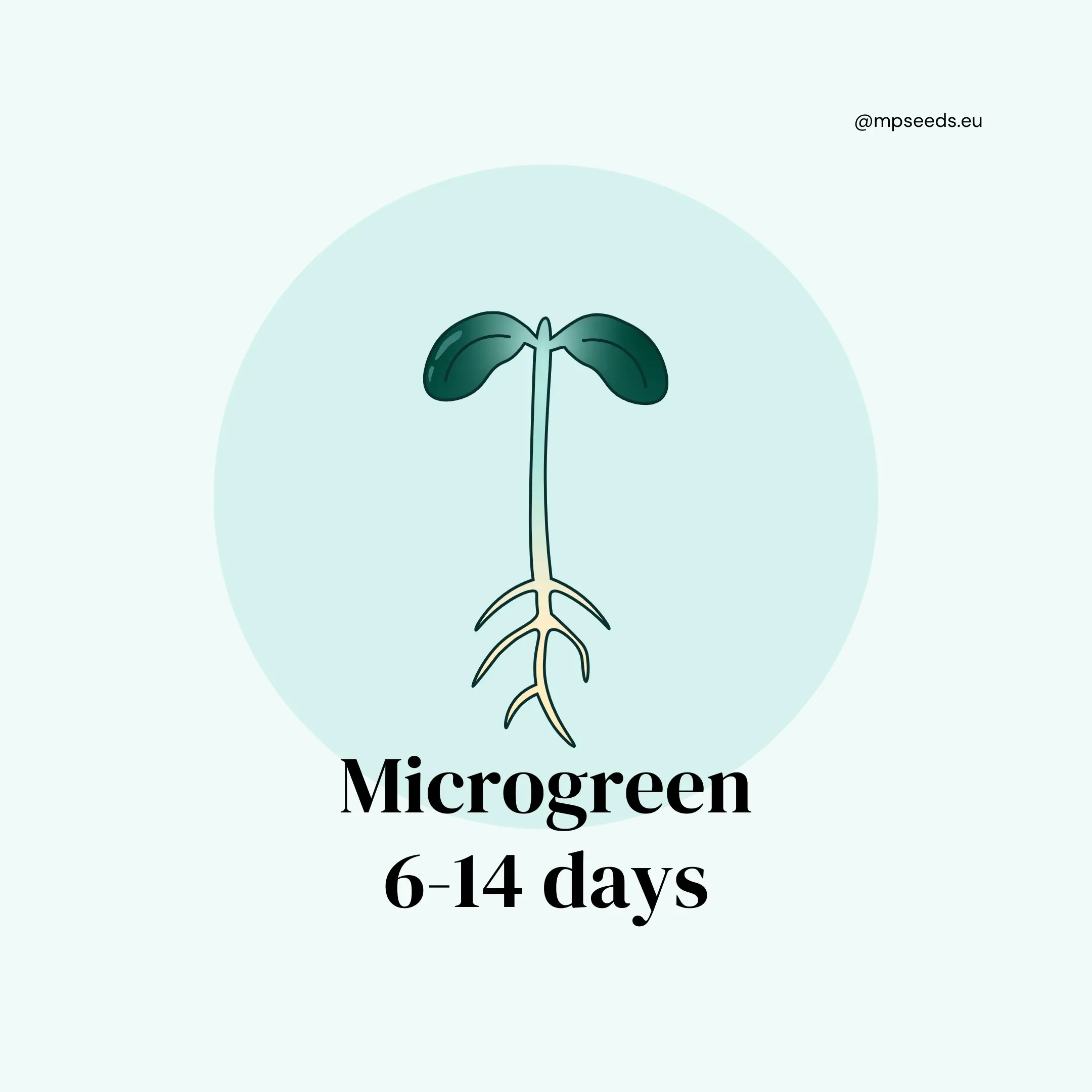 Microgreens (Giorni 6–14)