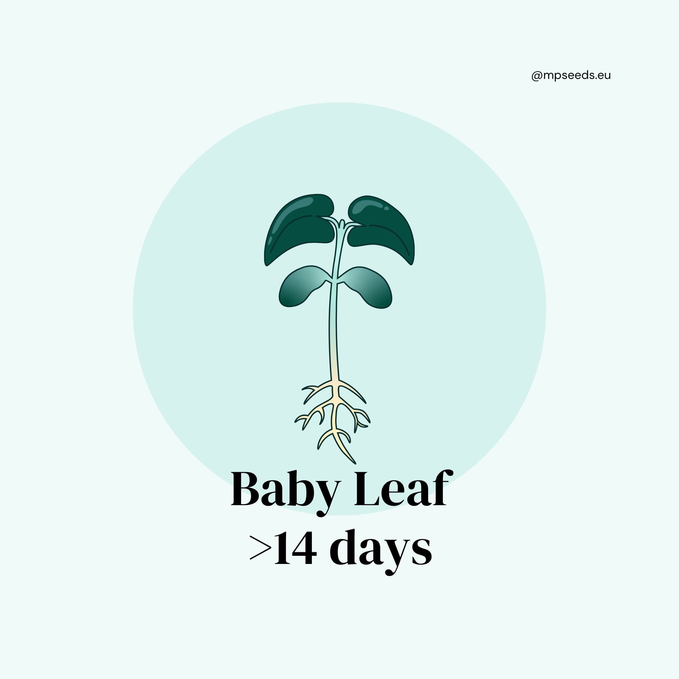Baby leaves (14+ giorni)