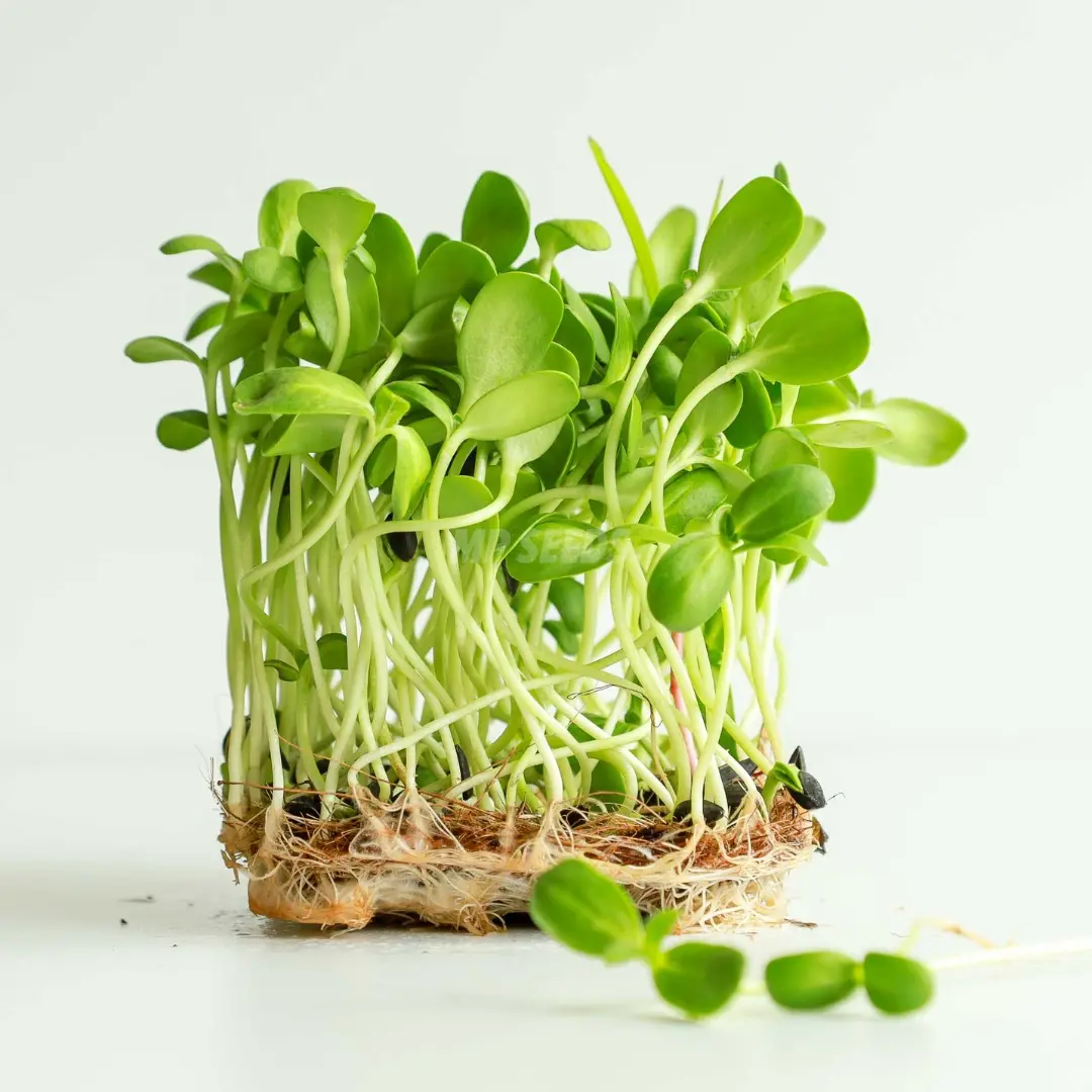 delicato microgreens