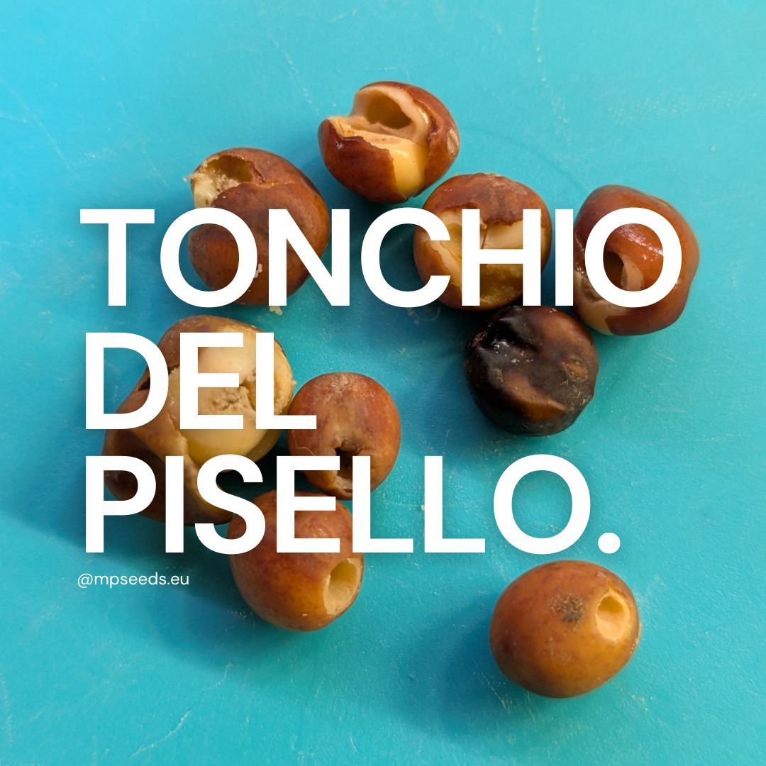 tonchio del pisello