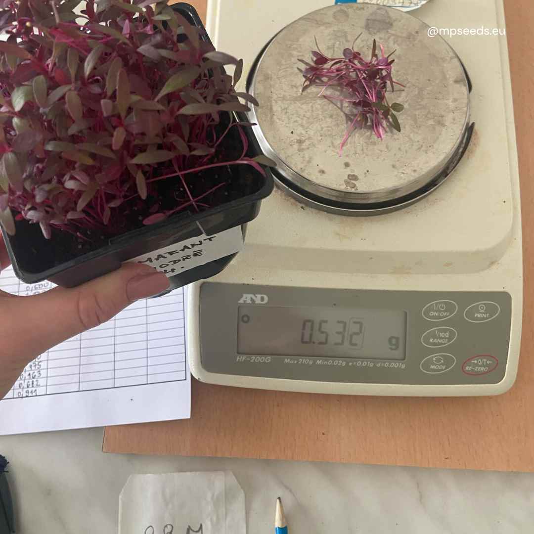 Come la luce bianca, blu e rossa influenzano la massa fresca dei microgreens