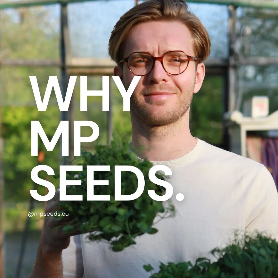 Come scegliere il miglior fornitore di semi? 10 motivi per cui MP SEEDS?