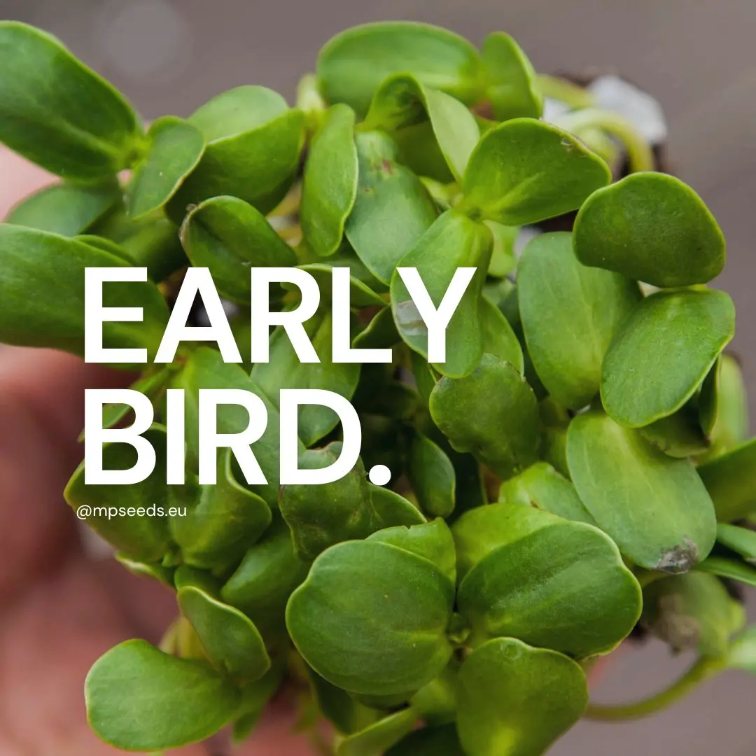 Coltivazione di microgreens di girasole