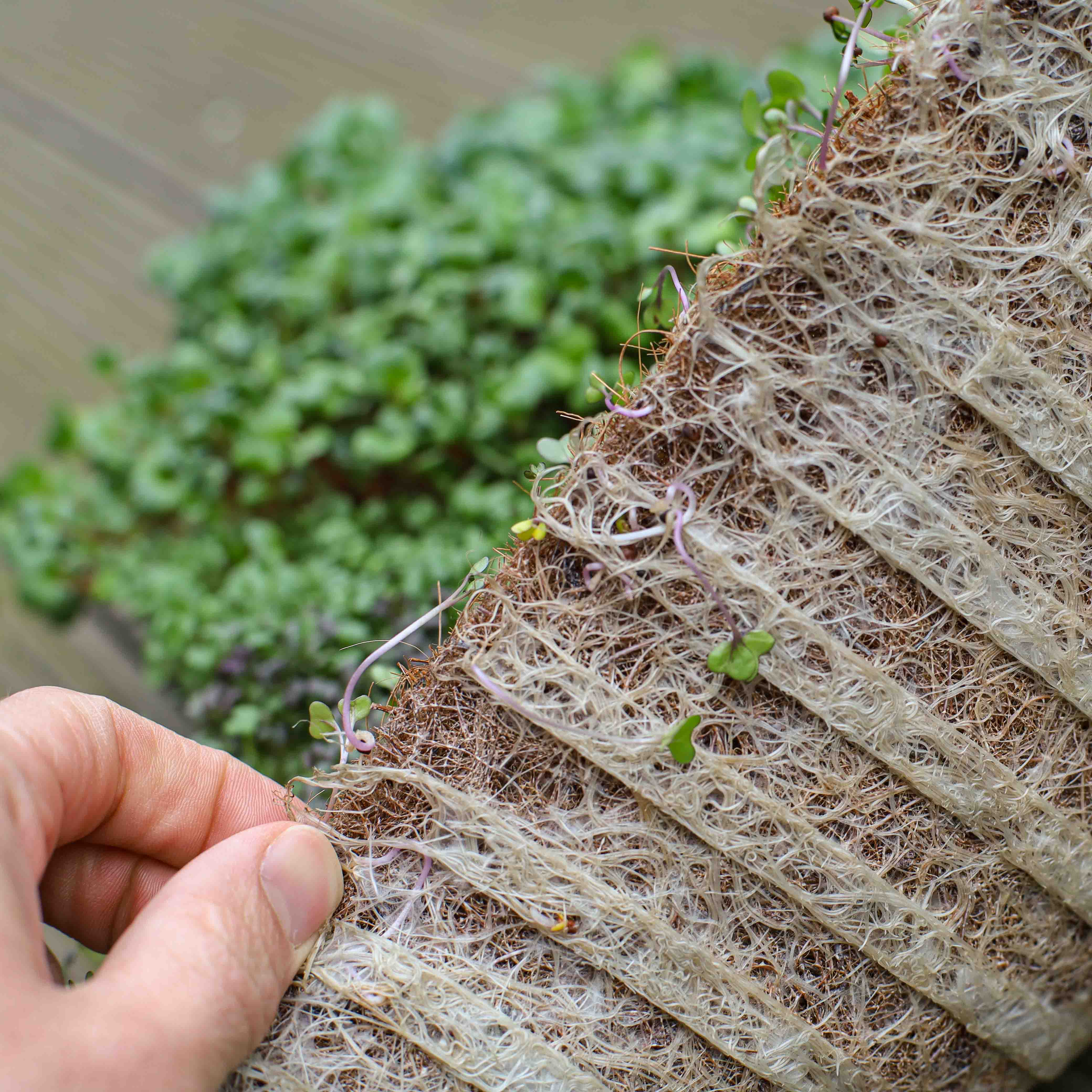 I pro e i contro di fibra di cocco rispetto ai tappeti di cocco per la coltivazione di microgreens