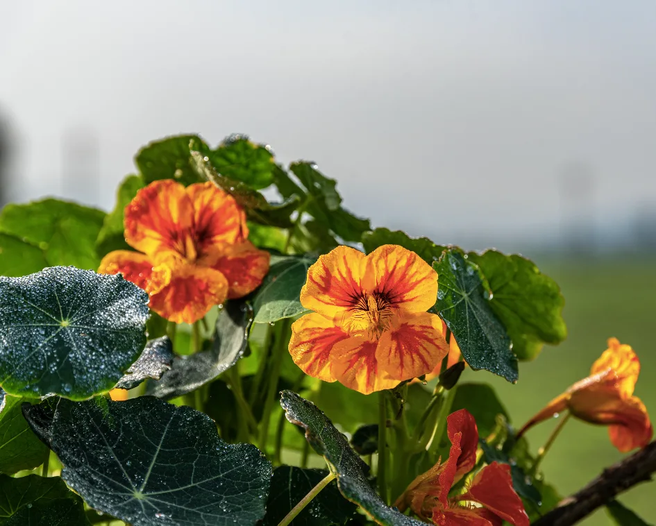 Identificazione dei fiori eduli e curiosità su di essi (con immagini)