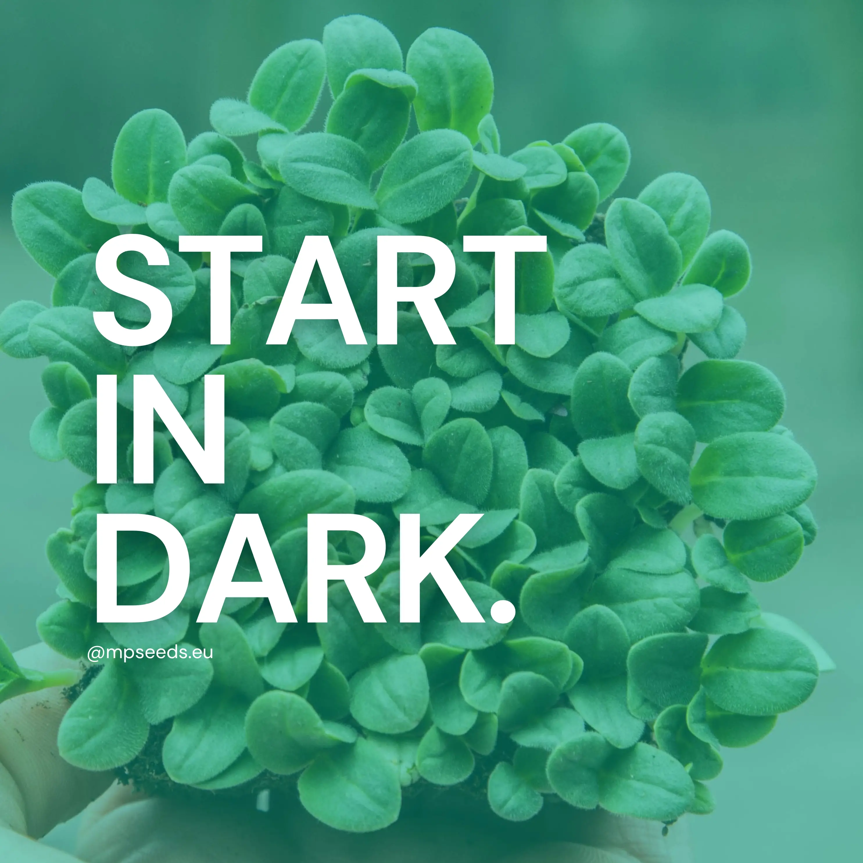 Comprendere la germinazione e i giorni di blackout nella coltivazione dei microgreens