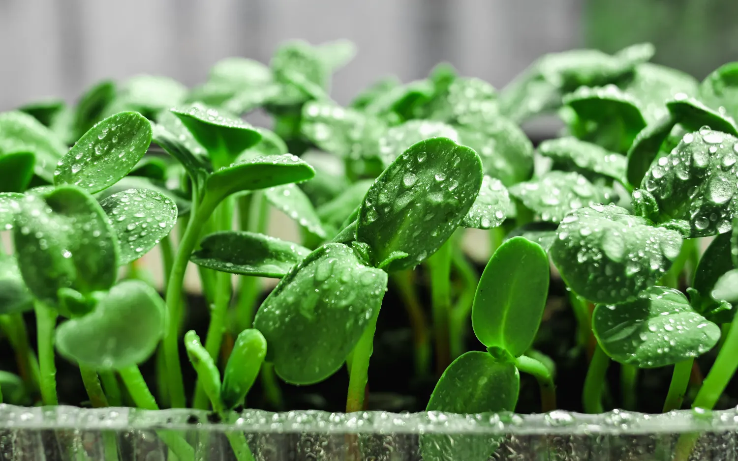 Introduzione ai microgreens: caratteristiche e distinzione
