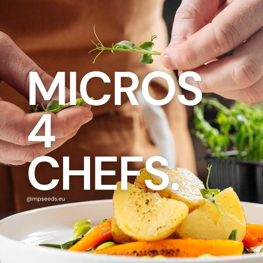Microgreens per Ristoranti: Perché Vengono Utilizzati nei Piatti e le 5 Varietà Preferite dagli Chef